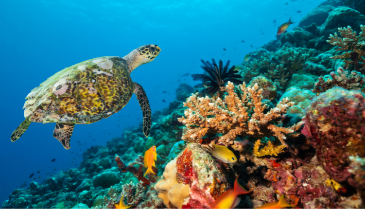 tortue plongée sous marine île de la réunion keylodge