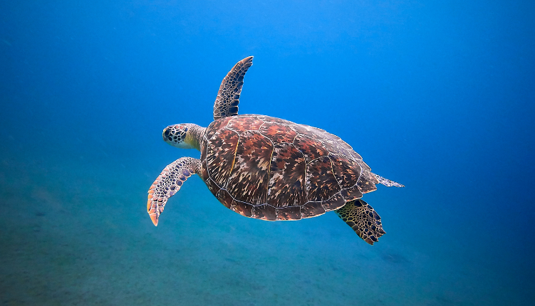 tortue marine île de la réunion keylodge