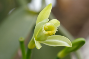 vanilla planifolia orchidée vanille keylodge
