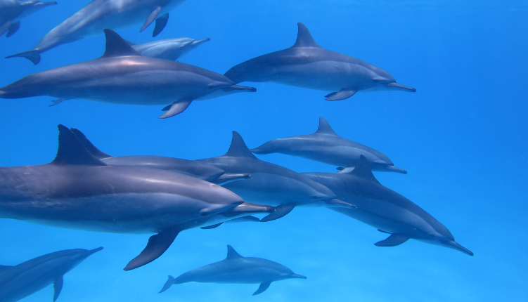 nager avec dauphins île maurice lune de miel keylodge